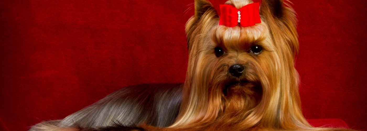A Yorkshire Terrier in full coat with a red bow, lying on red velvet